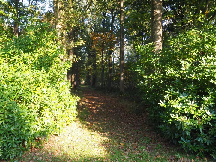 Vagevuurbos an Lippensgoed-Bulskampveld (Belgium)